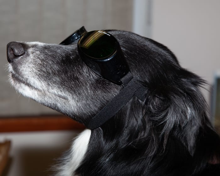 Cold Laser Therapy, East Kootenay Veterinarians