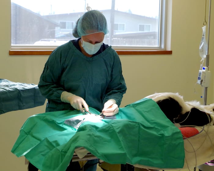 Surgery, East Kootenay Vet