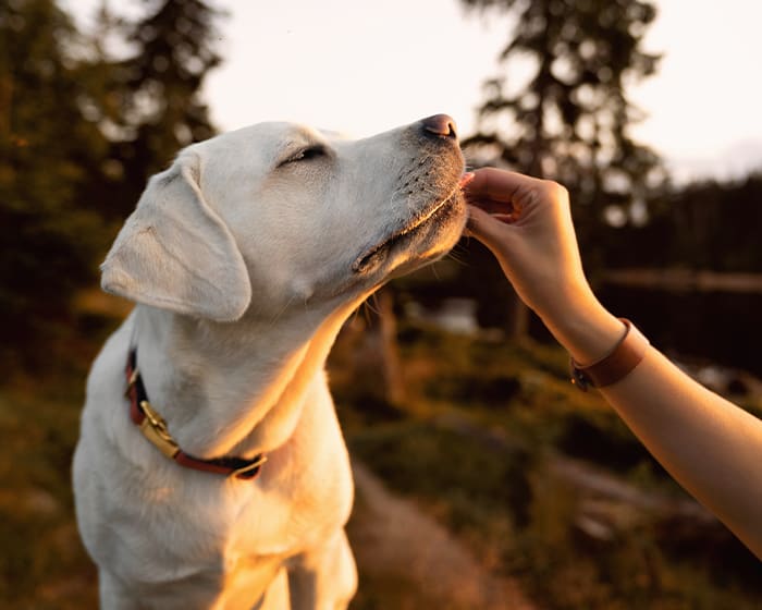 Surgery, East Kootenay Vet