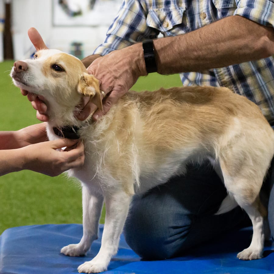 Veterinary Chiropractic Care in East Kootenay